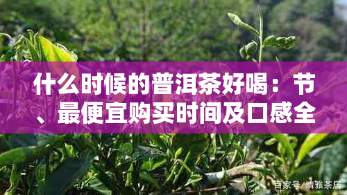 什么时候的普洱茶好喝：节、更便宜购买时间及口感全解析