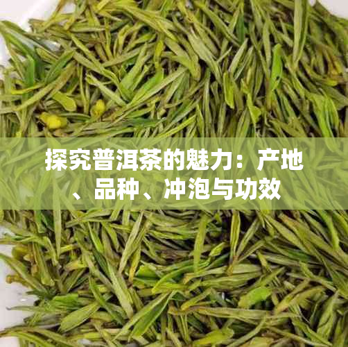 探究普洱茶的魅力：产地、品种、冲泡与功效