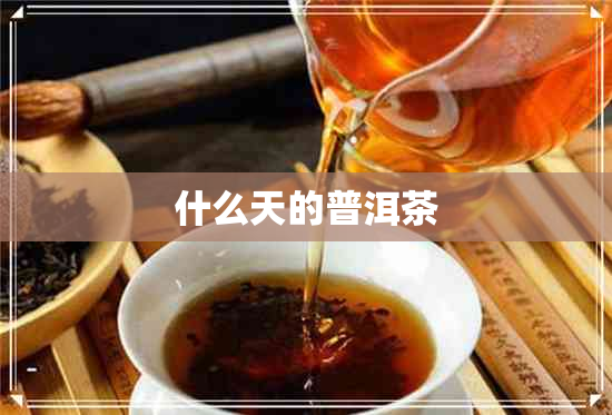 什么天的普洱茶