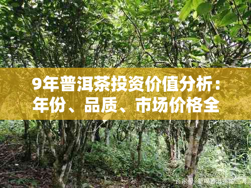 9年普洱茶投资价值分析：年份、品质、市场价格全解析，助您了解其真实价值