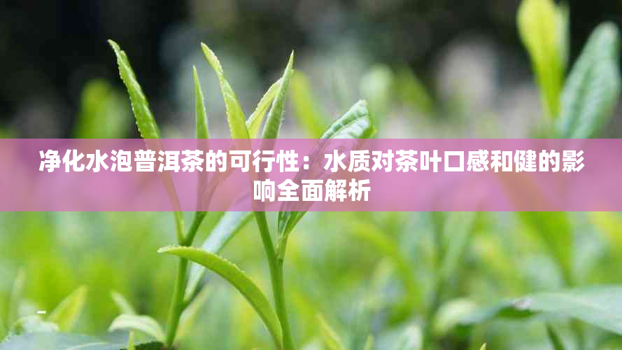 净化水泡普洱茶的可行性：水质对茶叶口感和健的影响全面解析