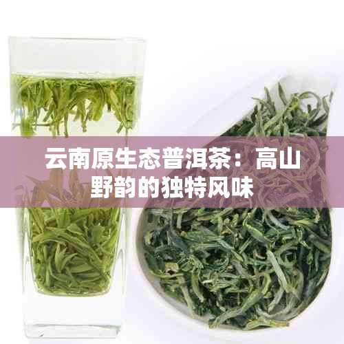 云南原生态普洱茶：高山野韵的独特风味