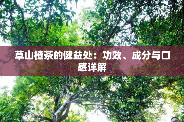 草山楂茶的健益处：功效、成分与口感详解