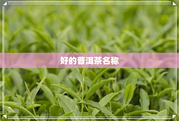 好的普洱茶名称