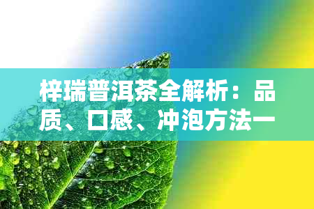 梓瑞普洱茶全解析：品质、口感、冲泡方法一应俱全，想知道更多就来看！