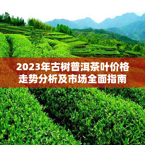 2023年古树普洱茶叶价格走势分析及市场全面指南