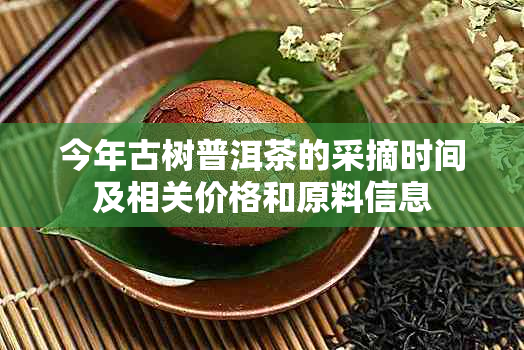 今年古树普洱茶的采摘时间及相关价格和原料信息