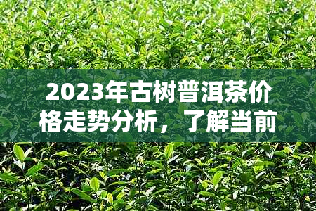 2023年古树普洱茶价格走势分析，了解当前市场行情及未来价格预测