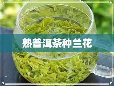 熟普洱茶种兰花