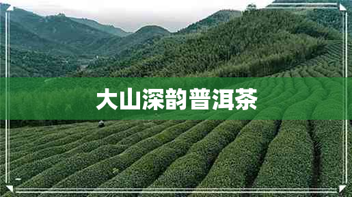 大山深韵普洱茶