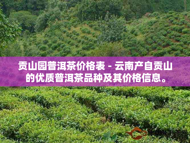 贡山园普洱茶价格表 - 云南产自贡山的优质普洱茶品种及其价格信息。