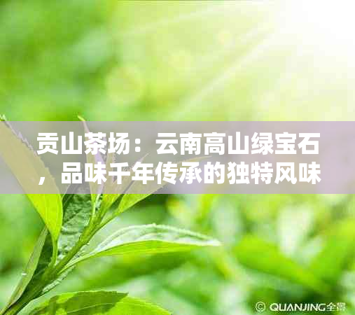 贡山茶场：云南高山绿宝石，品味千年传承的独特风味