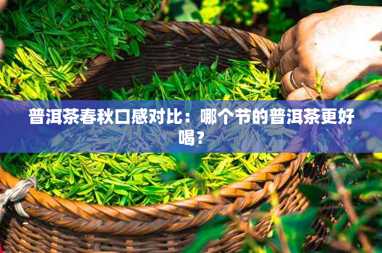 普洱茶春秋口感对比：哪个节的普洱茶更好喝？