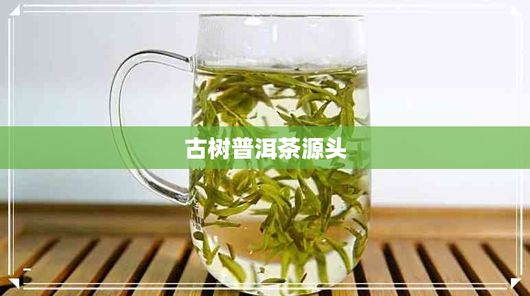 古树普洱茶源头