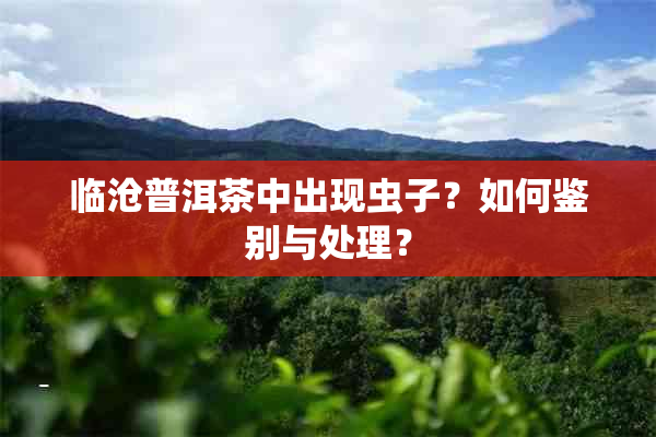 临沧普洱茶中出现虫子？如何鉴别与处理？