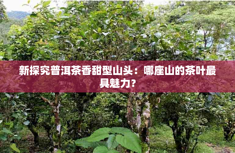 新探究普洱茶香甜型山头：哪座山的茶叶更具魅力？