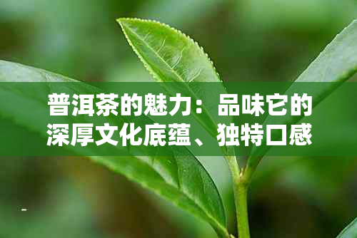 普洱茶的魅力：品味它的深厚文化底蕴、独特口感与健益处