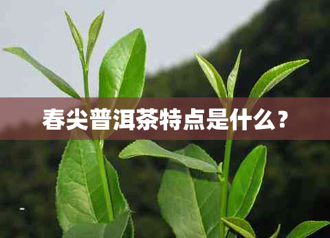 春尖普洱茶特点是什么？