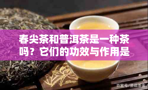 春尖茶和普洱茶是一种茶吗？它们的功效与作用是什么？