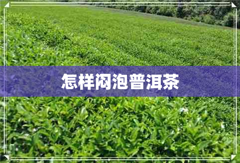 怎样闷泡普洱茶