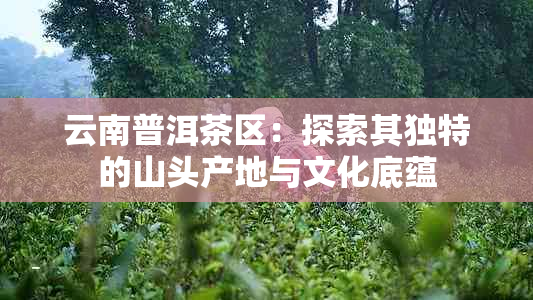 云南普洱茶区：探索其独特的山头产地与文化底蕴