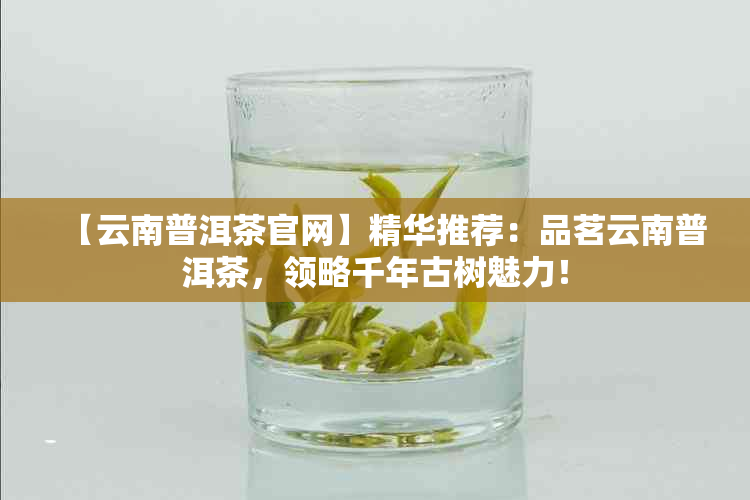 【云南普洱茶官网】精华推荐：品茗云南普洱茶，领略千年古树魅力！