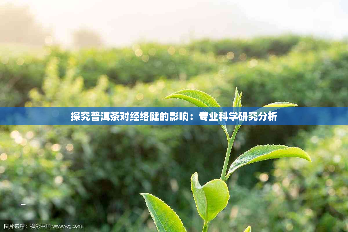 探究普洱茶对经络健的影响：专业科学研究分析