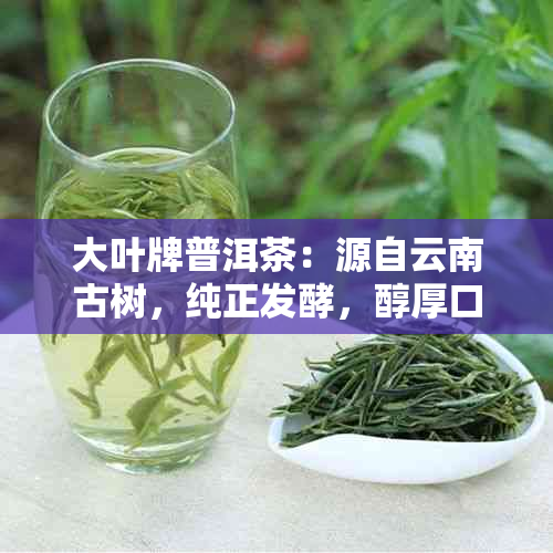 大叶牌普洱茶：源自云南古树，纯正发酵，醇厚口感，助健养生的佳品