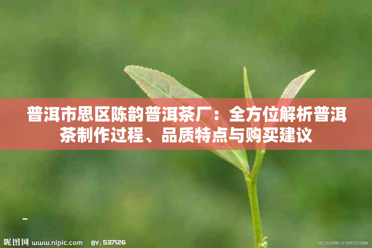 普洱市思区陈韵普洱茶厂：全方位解析普洱茶制作过程、品质特点与购买建议