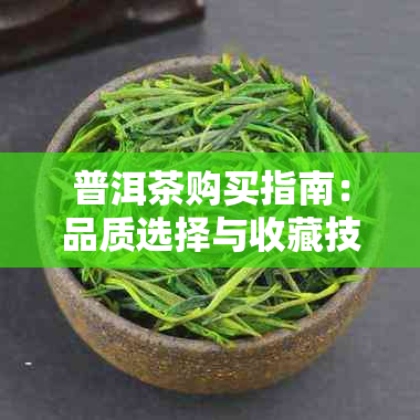 普洱茶购买指南：品质选择与收藏技巧