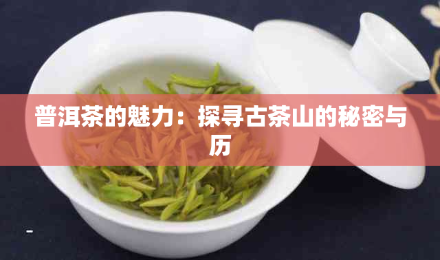 普洱茶的魅力：探寻古茶山的秘密与历