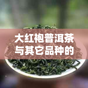 大红袍普洱茶与其它品种的区别：从产地、制作工艺到口感的综合解析