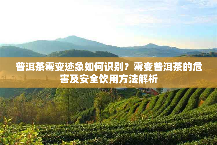 普洱茶霉变迹象如何识别？霉变普洱茶的危害及安全饮用方法解析