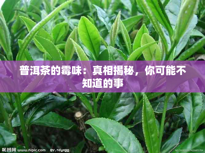 普洱茶的霉味：真相揭秘，你可能不知道的事