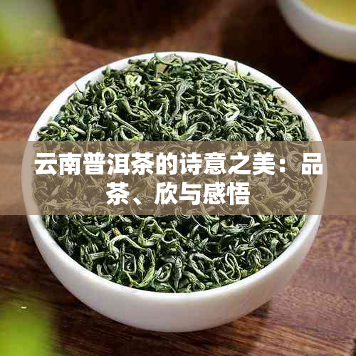 云南普洱茶的诗意之美：品茶、欣与感悟