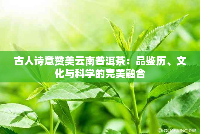 古人诗意赞美云南普洱茶：品鉴历、文化与科学的完美融合