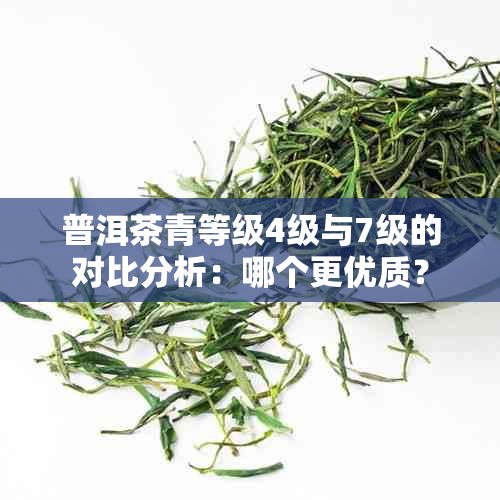 普洱茶青等级4级与7级的对比分析：哪个更优质？