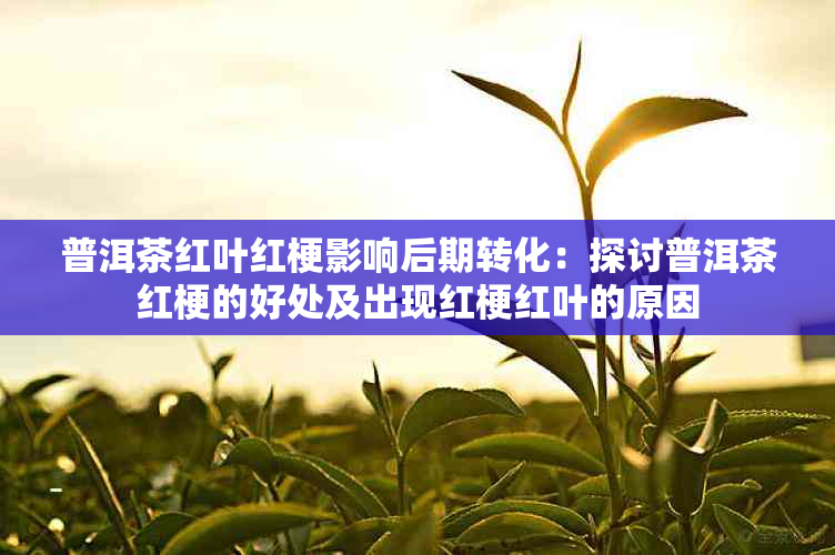 普洱茶红叶红梗影响后期转化：探讨普洱茶红梗的好处及出现红梗红叶的原因