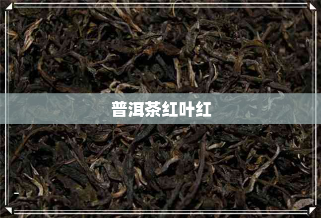 普洱茶红叶红