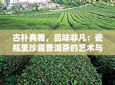 古朴典雅，品味非凡：瓷瓶里珍藏普洱茶的艺术与科学