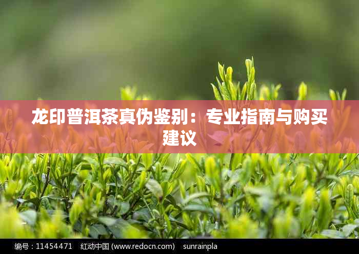 龙印普洱茶真伪鉴别：专业指南与购买建议