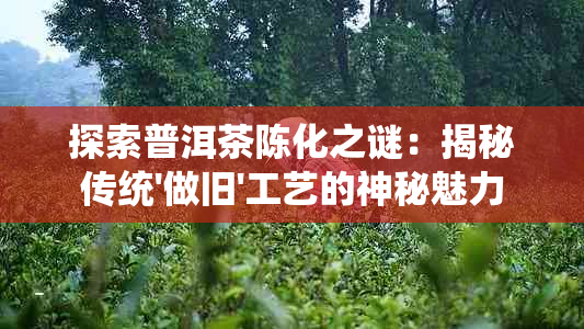 探索普洱茶陈化之谜：揭秘传统'做旧'工艺的神秘魅力