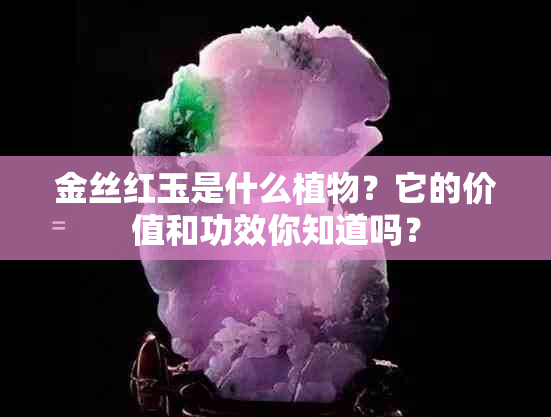 金丝红玉是什么植物？它的价值和功效你知道吗？