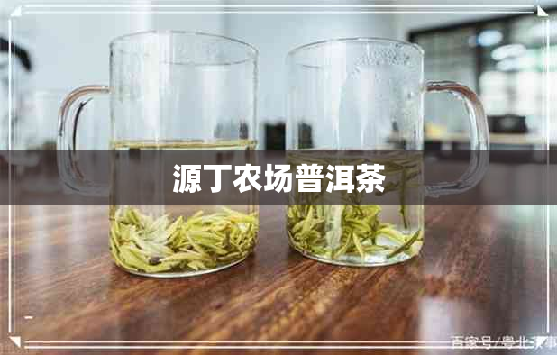 源丁农场普洱茶