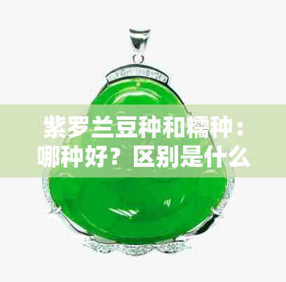 紫罗兰豆种和糯种：哪种好？区别是什么？哪个的价格更低？