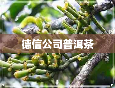 德信公司普洱茶