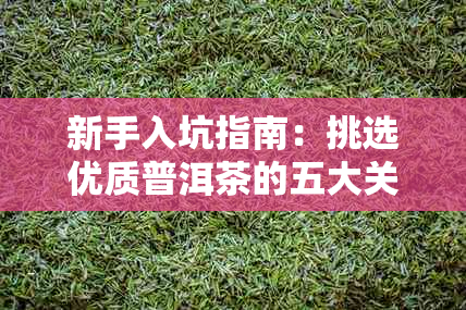 新手入坑指南：挑选优质普洱茶的五大关键因素