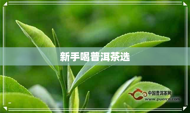 新手喝普洱茶选