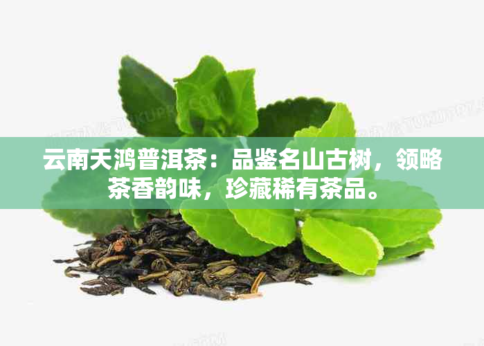 云南天鸿普洱茶：品鉴名山古树，领略茶香韵味，珍藏稀有茶品。