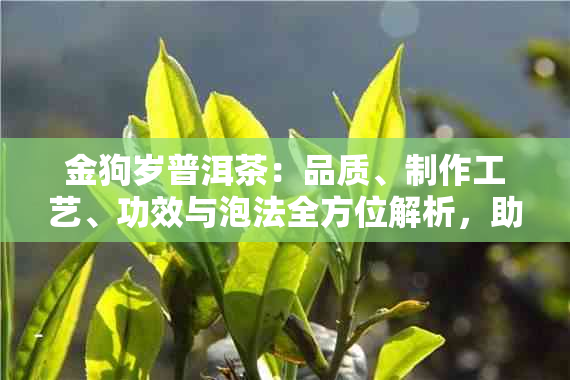 金狗岁普洱茶：品质、制作工艺、功效与泡法全方位解析，助您品鉴与选购